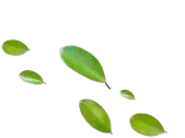 leaves icon