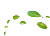 leaves icon